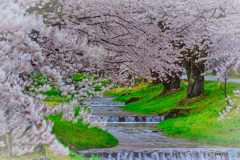 2021-04-17_観音寺川さくら並木-10(福島県)