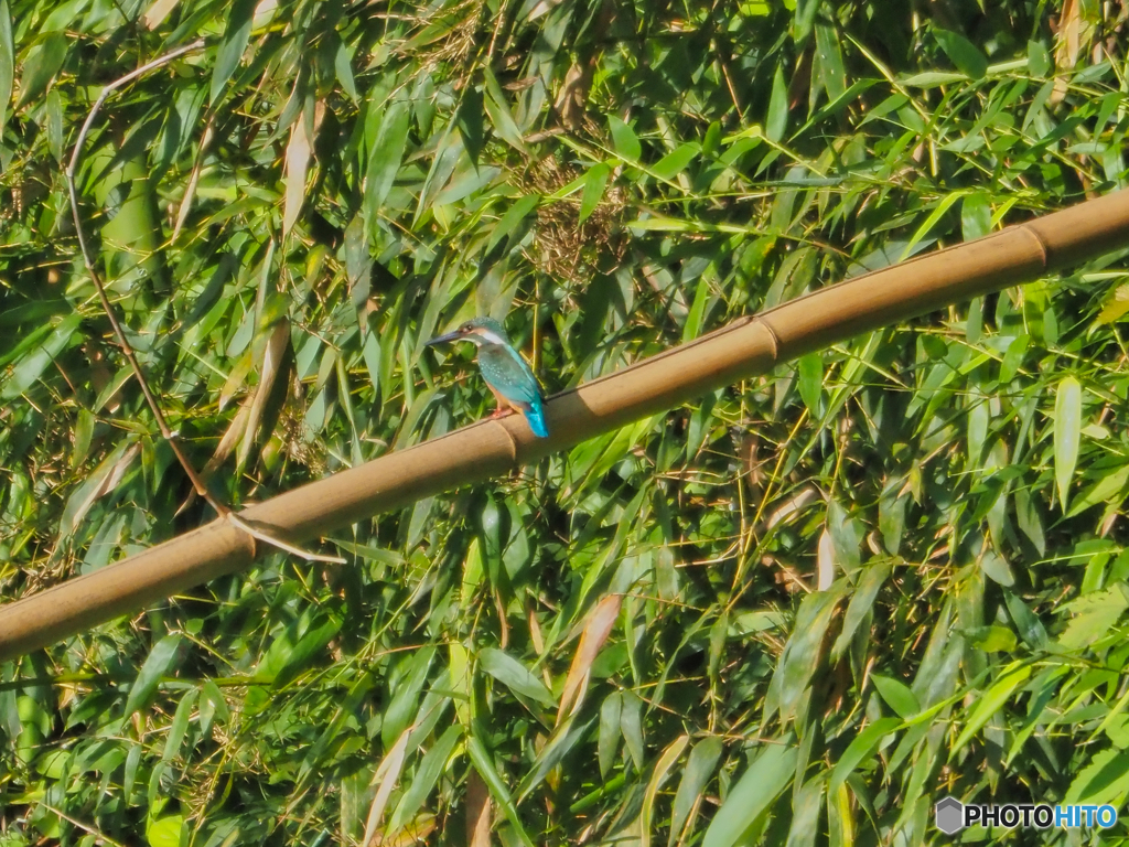 2021-07-25_弁天池-1