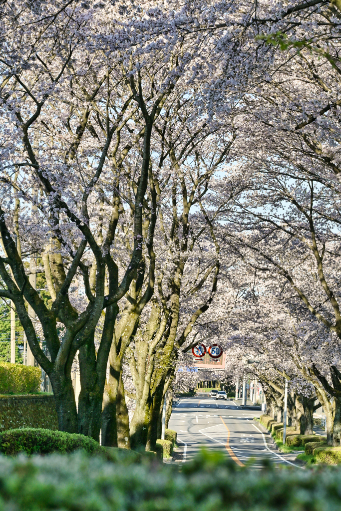 2024-04-10_栃木県農業試験場前桜並木-3