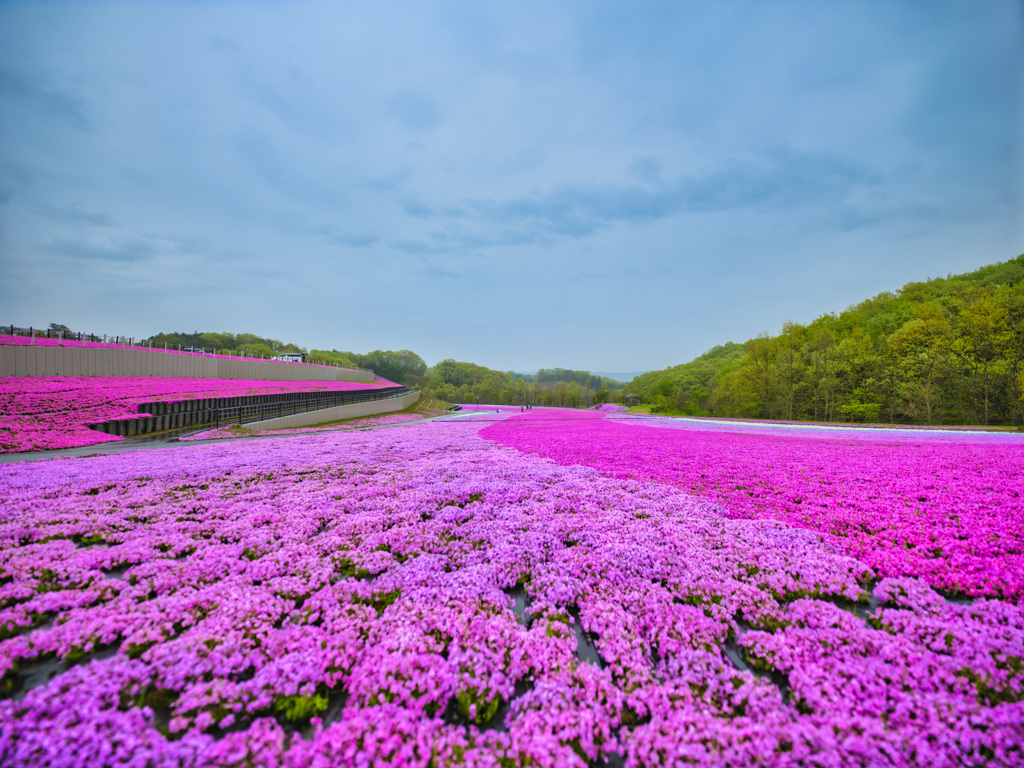 2023-04-15_市貝町芝 ざくら公園-1