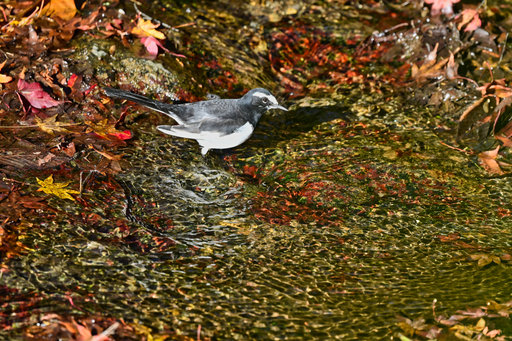 2023-12-09_出流山 満願寺-1