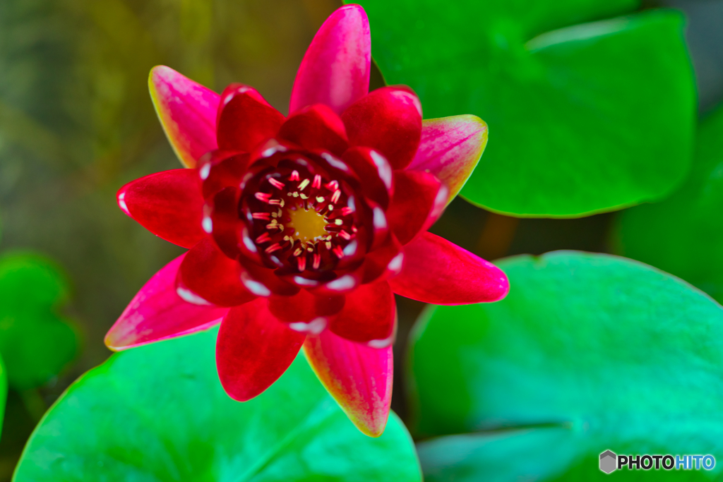 2020-07-02_睡蓮(1)