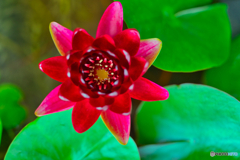 2020-07-02_睡蓮(1)