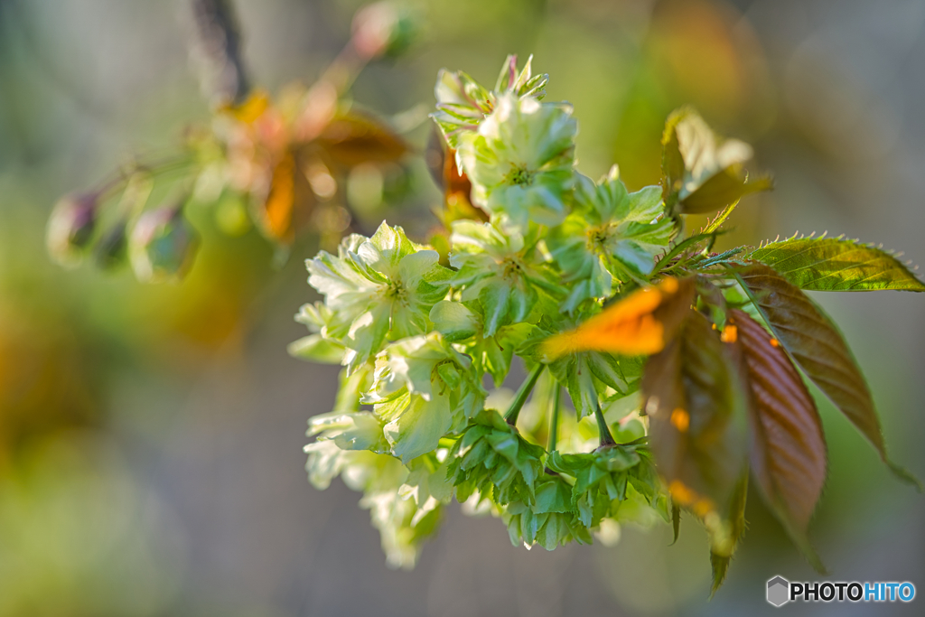 2021-04-12_御衣黄桜(桜美公園)