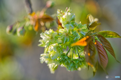2021-04-12_御衣黄桜(桜美公園)
