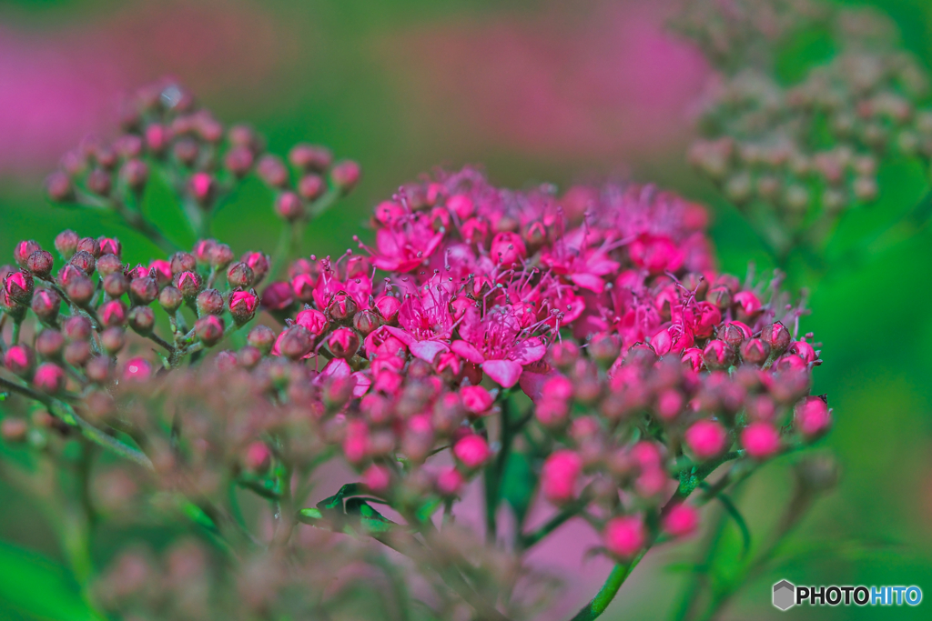 2021-07-10_日光市上三依水生植物園-1