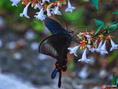 2021-07-10_近くの公園-2