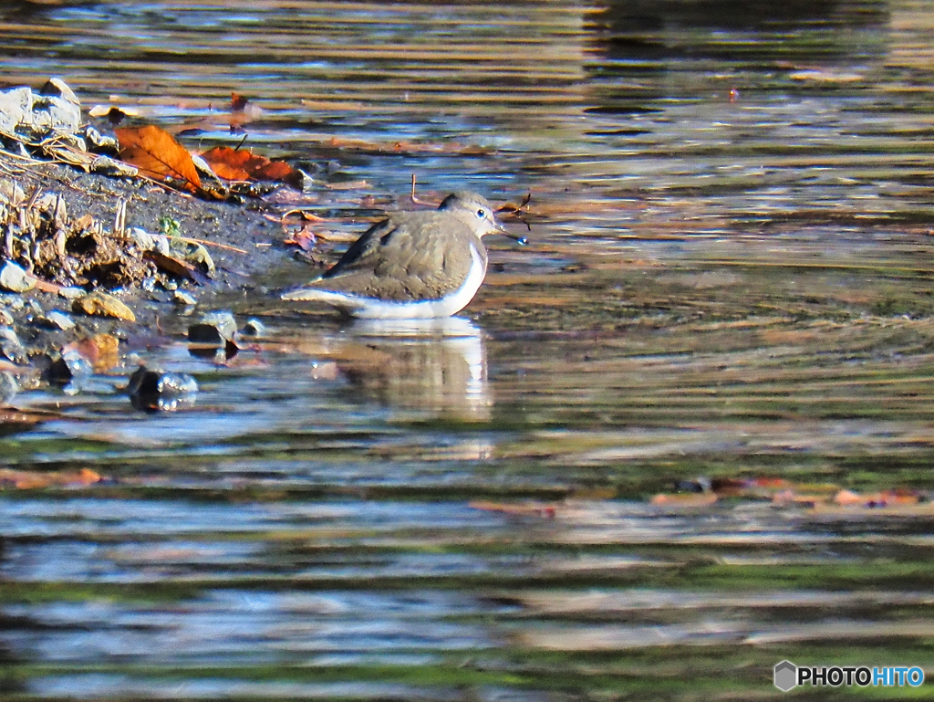2021-12-05_鳥野目 河川公園-1