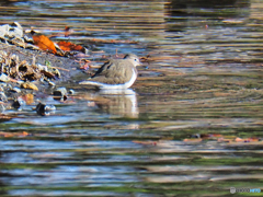 2021-12-05_鳥野目 河川公園-1