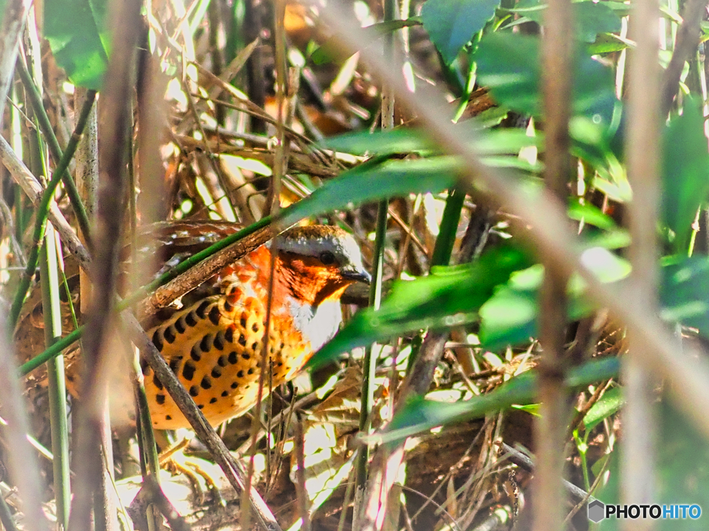 2021-02-14_野鳥(1)