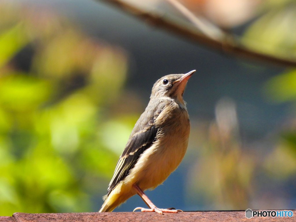 22022-05-02_妙雲寺-7(那須塩原市)
