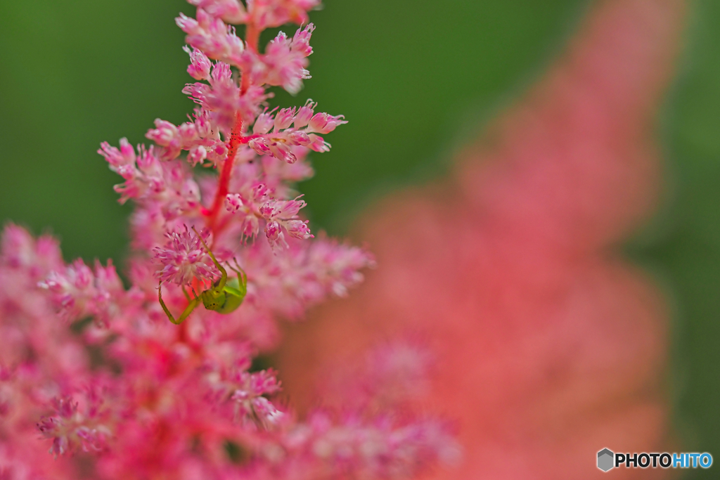 2021-07-10_日光市上三依水生植物園-2