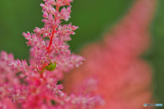 2021-07-10_日光市上三依水生植物園-2