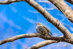 2025-02-08_栃木県井頭公園-1