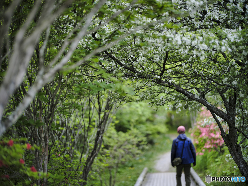 2022-05-21_八幡ツツジ群落-2