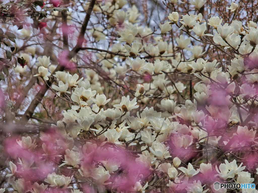 2021-03-20_散策(10)