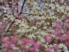 2021-03-20_散策(10)