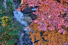 2020-11-14_モミジ