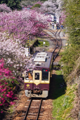 2025-04-12_わたらせ渓谷鐵道-2