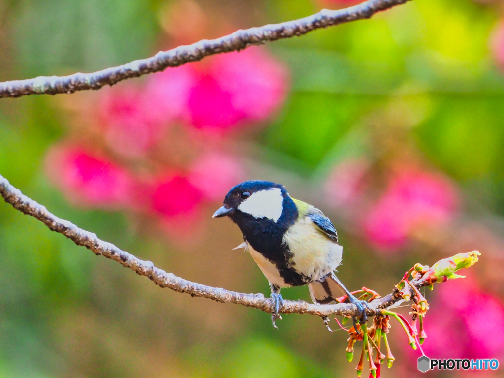 2021-04-04_近くの公園(5)