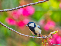 2021-04-04_近くの公園(5)