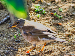 2021-02-13_野鳥(1)