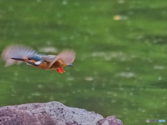 2021-06-13_カワセミ-4