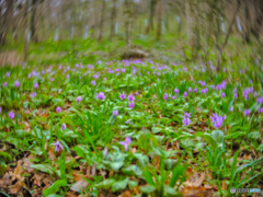 2022-03-19_万葉自然公園かたくりの里-3