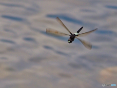 2021-06-13_トンボ