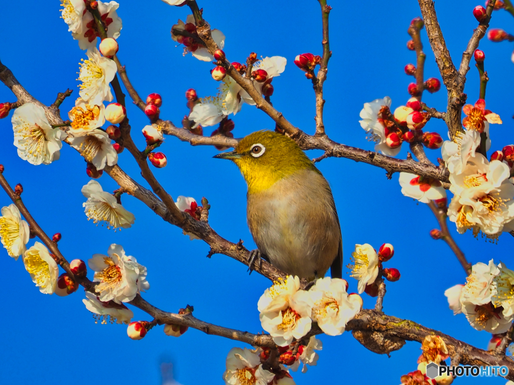 2021-02-13_野鳥(10)