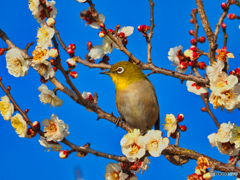 2021-02-13_野鳥(10)