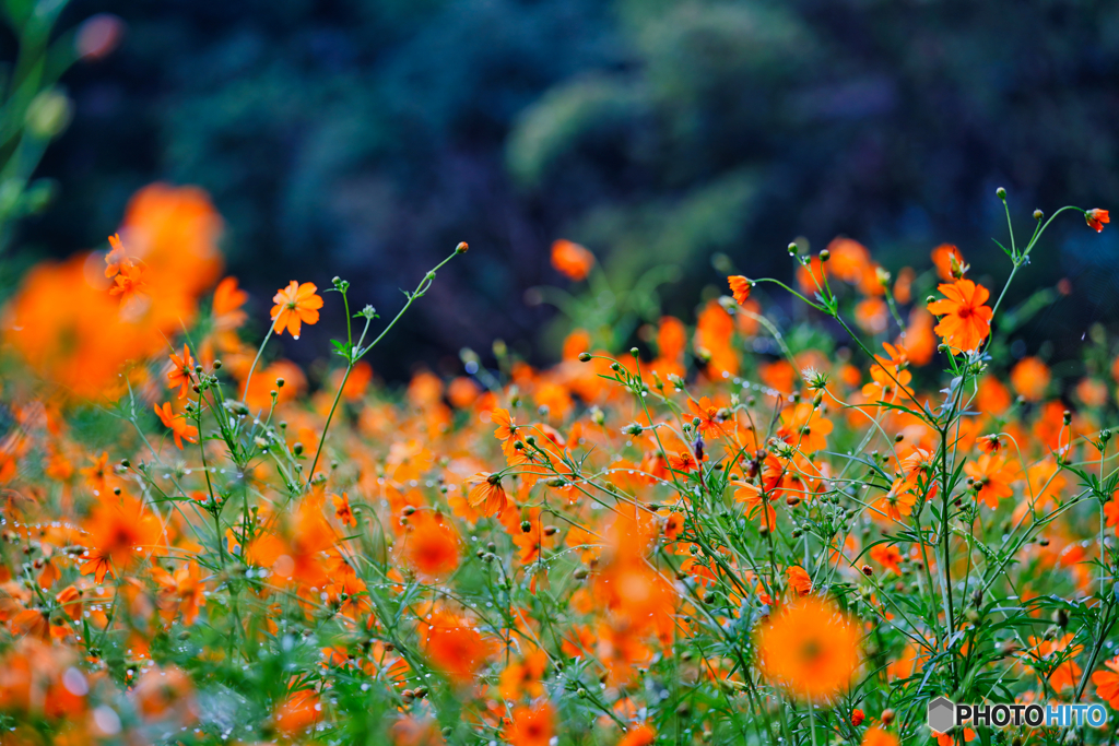 2020-09-06_宇都宮市長岡町キバナコスモス(5)