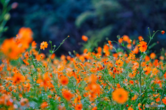 2020-09-06_宇都宮市長岡町キバナコスモス(5)