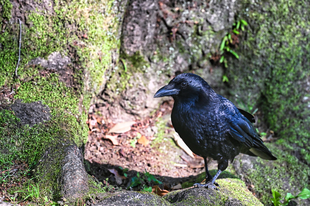 2023-05-30_栃木県 中央公園-2