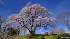 2022-03-27_鉢形城の桜・エドヒガン（氏邦桜）-1
