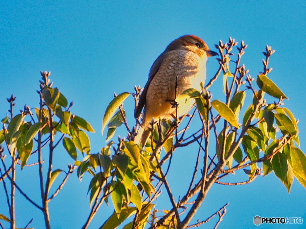 2021-02-06_野鳥(8)