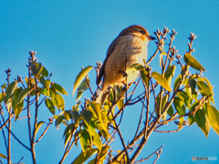 2021-02-06_野鳥(8)