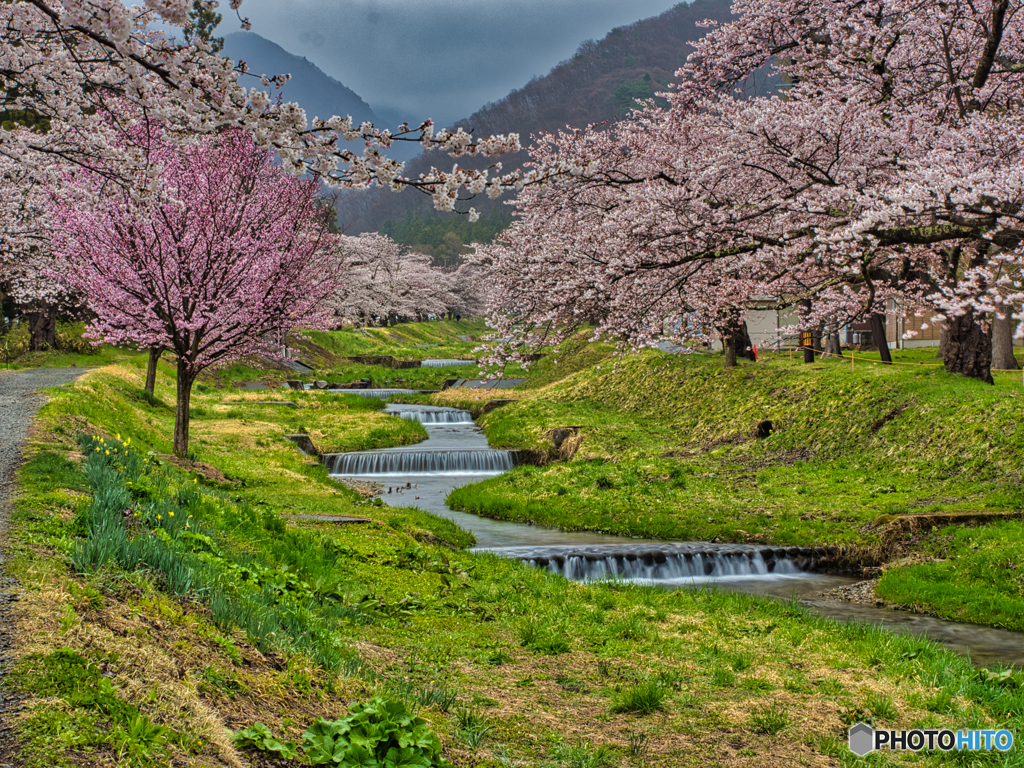 2021-04-17_観音寺川さくら並木-2(福島県)