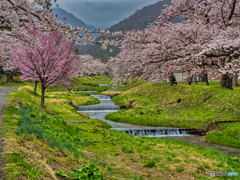2021-04-17_観音寺川さくら並木-2(福島県)