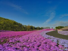 2022-04-17_市貝町芝ざくら公園-4