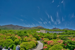 2020_八幡ツツジ群落(2)