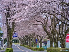 2022-04-03_栃木県農業試験場前-1