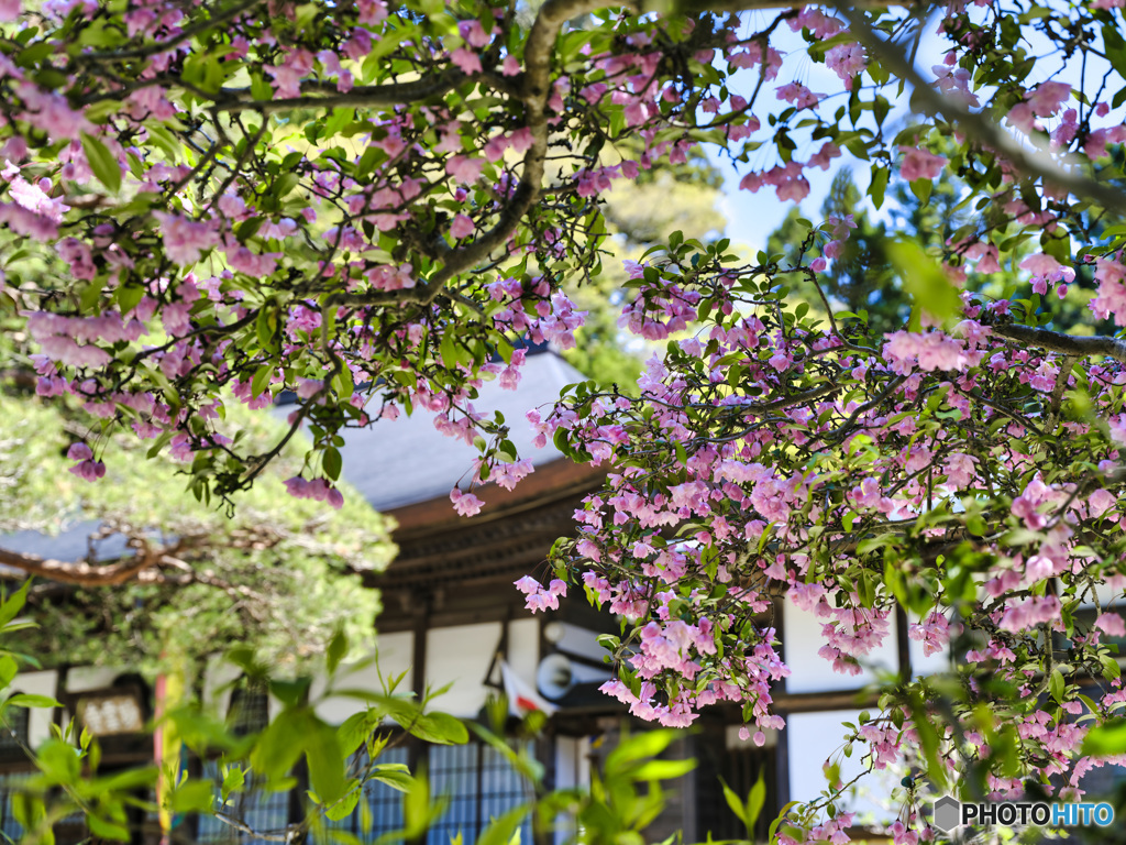 2022-05-02_妙雲寺-1(那須塩原市)