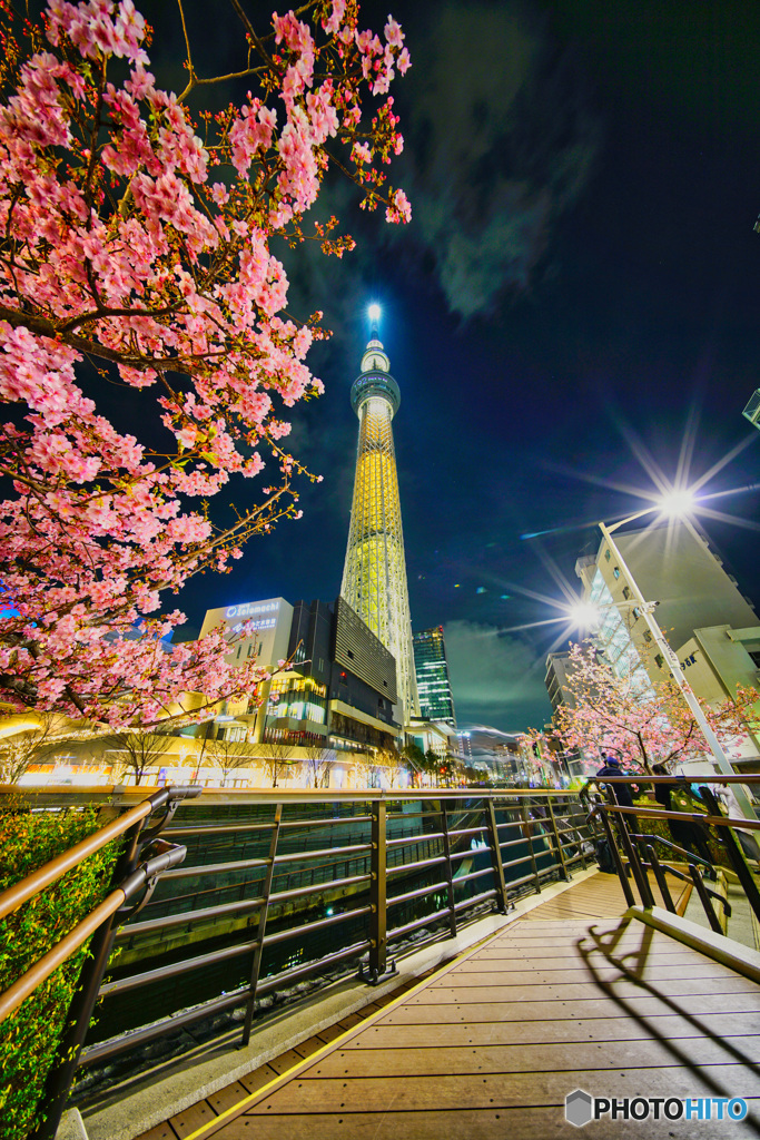 スカイツリー＆河津桜