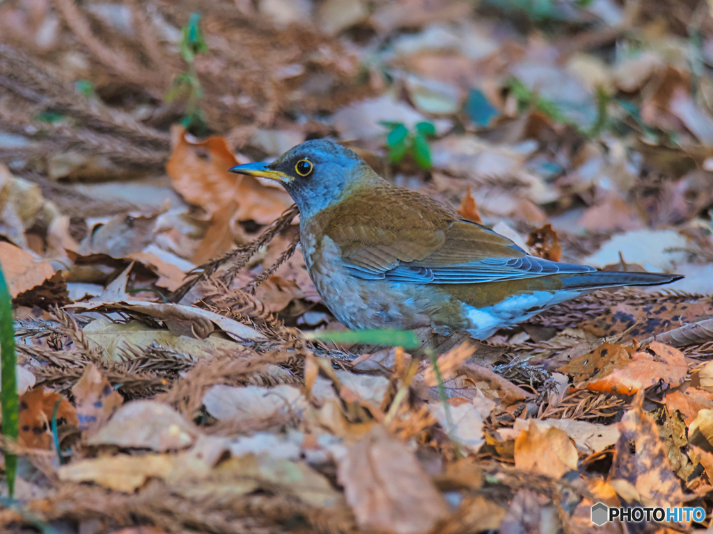 2022-02-06_栃木県井頭公園-1