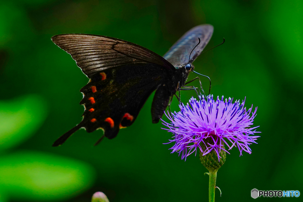 2020-09-06_上三依水生植物園(8)