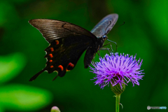 2020-09-06_上三依水生植物園(8)