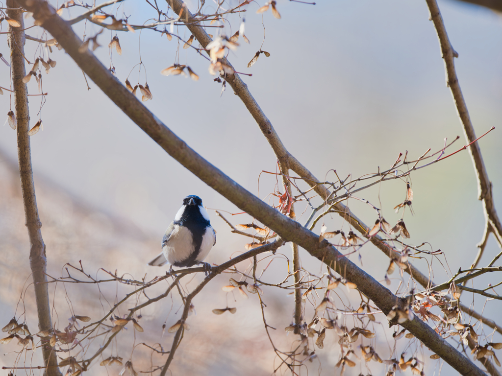 2026-01-06_栃木県井頭公園-4