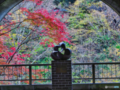 2020-11-14_袋田の滝(1)