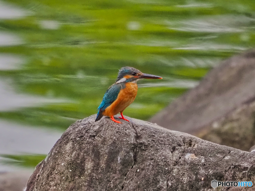 2021-06-13_カワセミ-2